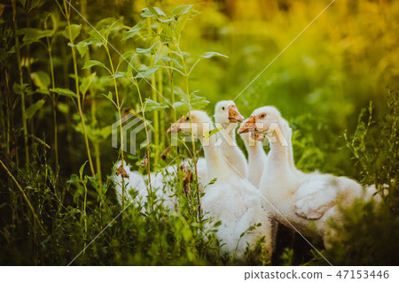 Five young goose together sit in the grass Five young goose together sit in the grass 47153446
