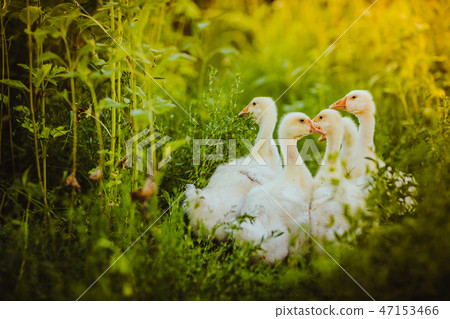 Five young goose together sit in the grass 47153466