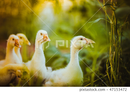 Five young goose together sit in the grass Five young goose together sit in the grass 47153472