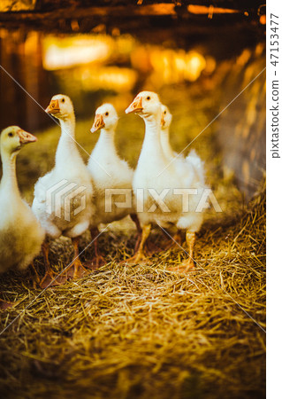 Five young goose together sit in the grass 47153477