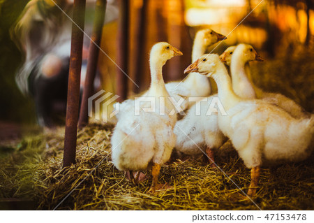 Five young goose together sit in the grass Five young goose together sit in the grass 47153478