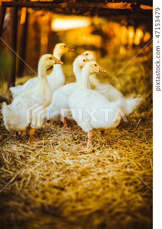 Five young goose together sit in the grass 47153479