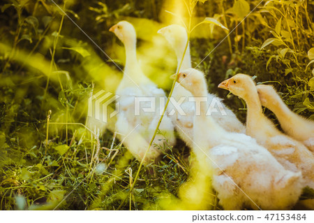 Five young goose together sit in the grass Five young goose together sit in the grass 47153484