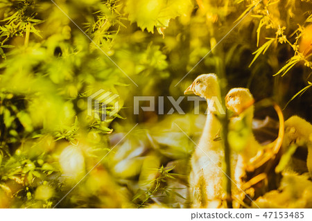 Five young goose together sit in the grass Five young goose together sit in the grass 47153485