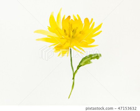 yellow chrysanthemum flower is hand drawn on paper yellow chrysanthemum flower is hand drawn on paper 47153632