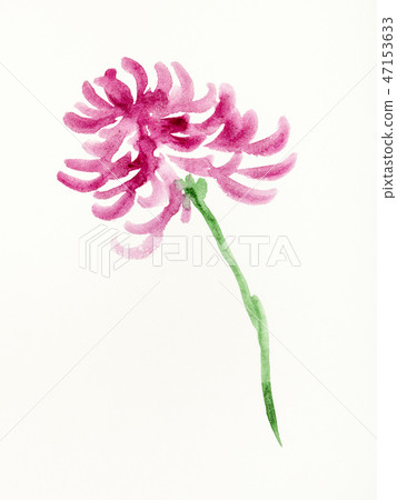 purple chrysanthemum flower is hand drawn on paper purple chrysanthemum flower is hand drawn on paper 47153633