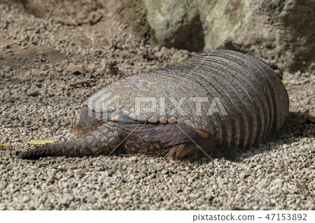 patagonia armadillo tail close up portrait patagonia armadillo tail close up portrait 47153892