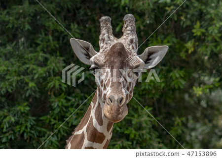 Tanzania giraffe close up portrait isolated 47153896