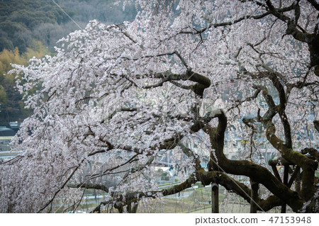 Weeping cherry blossoms in Okuyamada, Aichi Prefecture 47153948