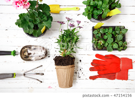 Gardening tools, gloves and flowers in pot for planting at backyard, garden maintenance and hobby Gardening tools, gloves and flowers in pot for planting at backyard, garden maintenance and hobby 47154156