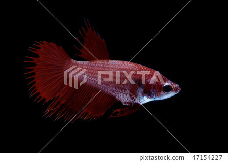 Siamese fighting fish red. Siamese fighting fish red. 47154227