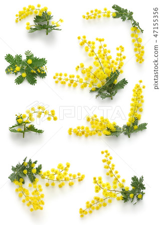 Mimosa flowers Mimosa flowers 47155356