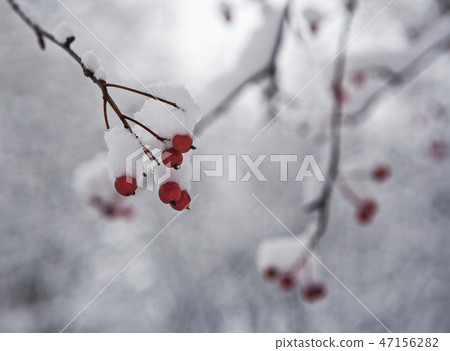 red berries of rowan red berries of rowan 47156282