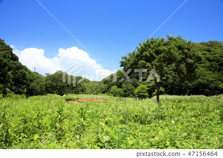 Koajiro no Mori 47156464