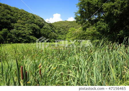 Koajiro no Mori 47156465