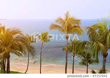 palms and ocean 47157042
