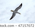 Screaming seagull against the sky in rainy weather 47157072