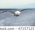 Lone seagull flies on the horizon above the sea 47157125