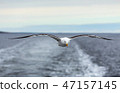 Lone seagull flies on the horizon above the sea 47157145