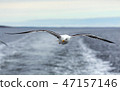 Lone seagull flies on the horizon above the sea 47157146