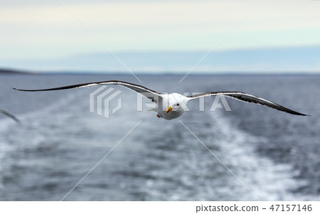 Lone seagull flies on the horizon above the sea Lone seagull flies on the horizon above the sea 47157146