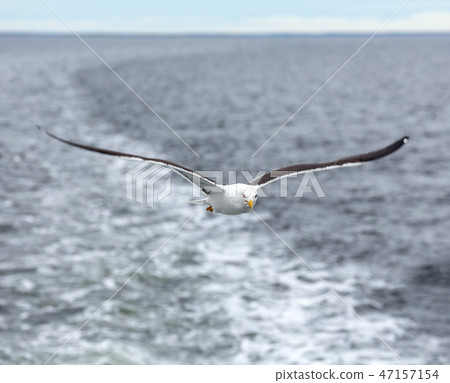 Lonely seagull against the sea in nasty weather 47157154