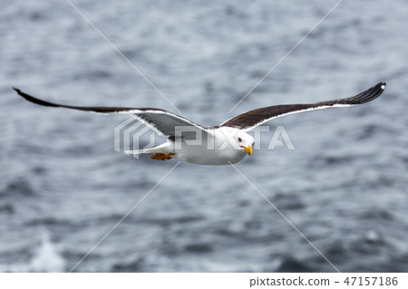 Lonely seagull against the sea in nasty weather Lonely seagull against the sea in nasty weather 47157186