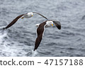 Pair of seagulls flies against the sea 47157188