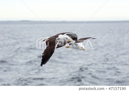 Pair of seagulls flies on the horizon Pair of seagulls flies on the horizon 47157190