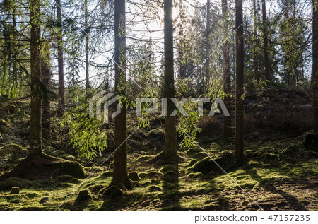 Beautiful backlit mossy forest Beautiful backlit mossy forest 47157235