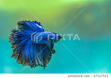Blue siamese fighting fish in aquarium. Blue siamese fighting fish in aquarium. 47157541