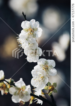 Plums, flowers, plants 47157776