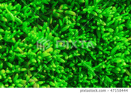 Natural green background 47158444