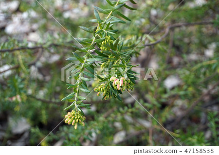 Grevillea Spiderflower 47158538