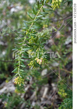 Grevillea Spiderflower Grevillea Spiderflower 47158539
