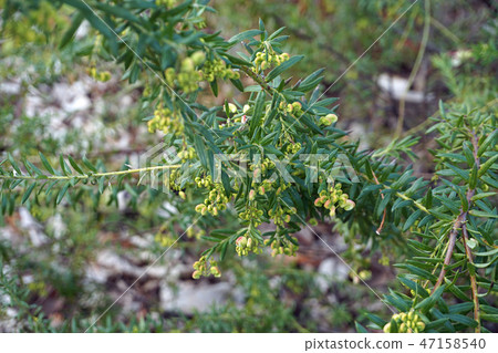 Grevillea Spiderflower 47158540
