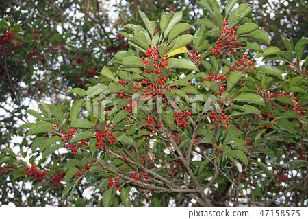 Kuroganomechi用紅色果子 Kuroganomechi用紅色果子 47158575