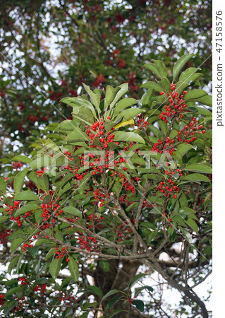 Kuroganomechi用紅色果子 Kuroganomechi用紅色果子 47158576