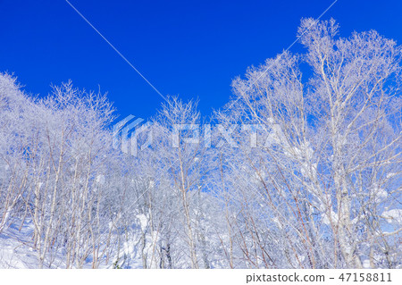 有霧的森林1 47158811