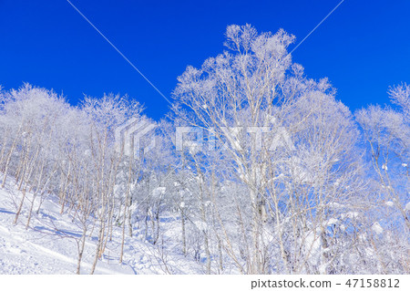 有霧的森林2 47158812