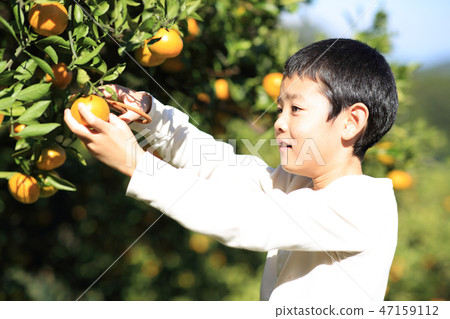 Mandarin orange hunt Mandarin orange hunt 47159112