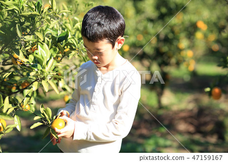 Mandarin orange hunt 47159167