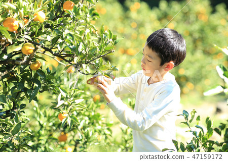 Mandarin orange hunt Mandarin orange hunt 47159172