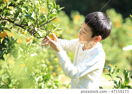 Mandarin orange hunt Mandarin orange hunt 47159173