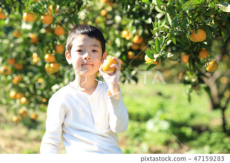Mandarin orange hunt 47159283