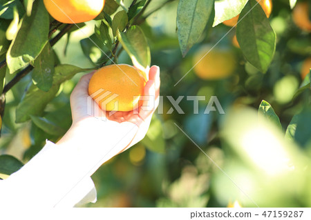 Mandarin orange hunt 47159287