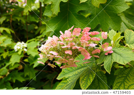 Flowers 47159403