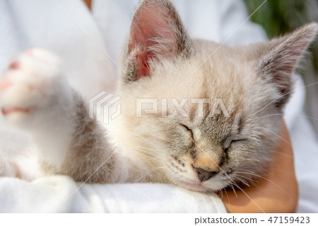 Picture of kitten Picture of kitten 47159423