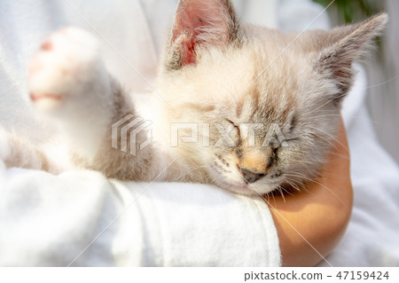 Picture of kitten Picture of kitten 47159424
