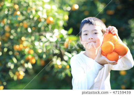 Mandarin orange hunt Mandarin orange hunt 47159439